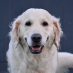 making a will