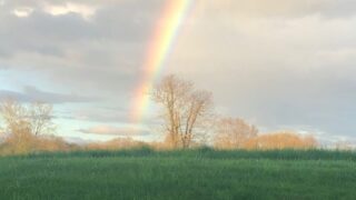 pet loss and grief