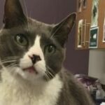 What happens to your pets if you die?