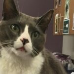 planning for your pets