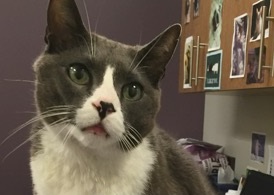 What do we do with the cats?