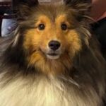 planning for your pet