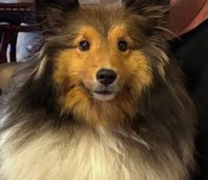 Filly’s Luck: Planning for your Pet