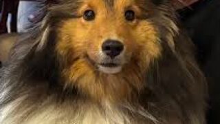 planning for your pet